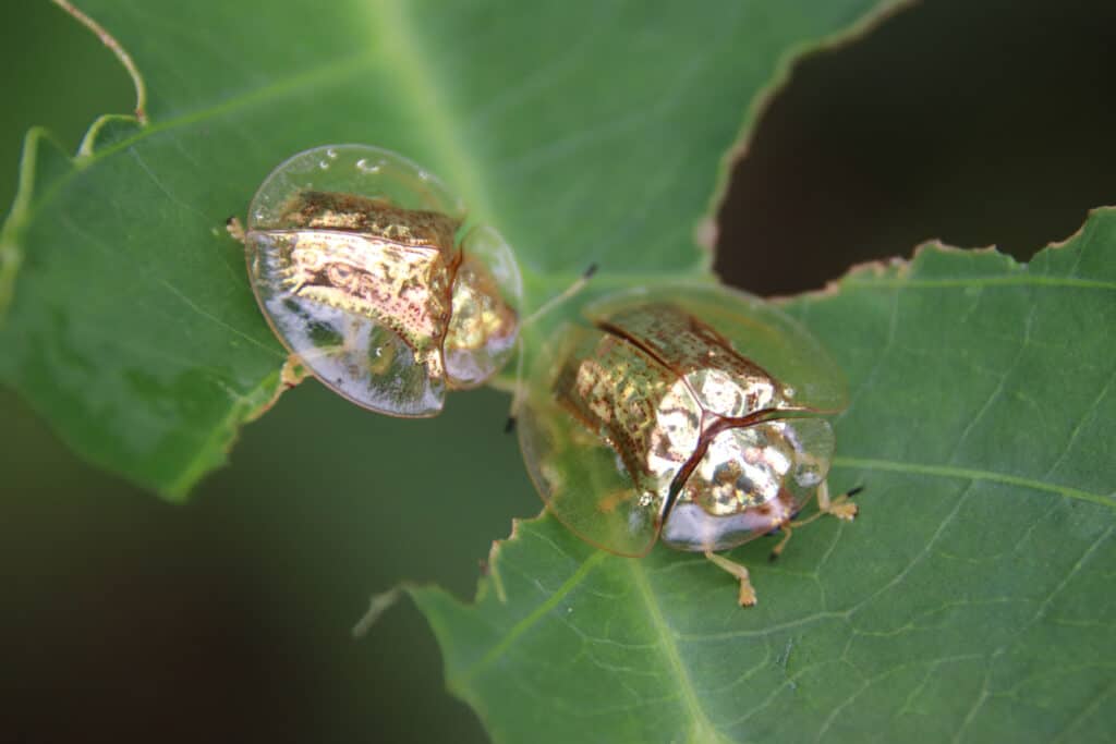 Two golden tortoise beetles eat