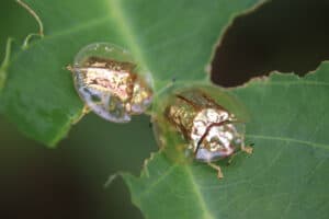 10 Beetles Native to Hawaii Picture