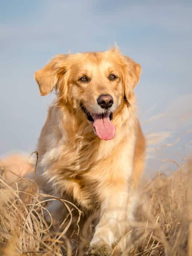 We Review the Best Golden Retriever Dog Food Cover Images