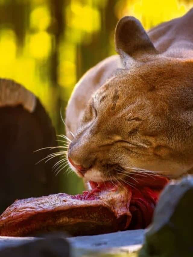 What Do Mountain Lions Eat 20 Animals in Their Diet Cover image