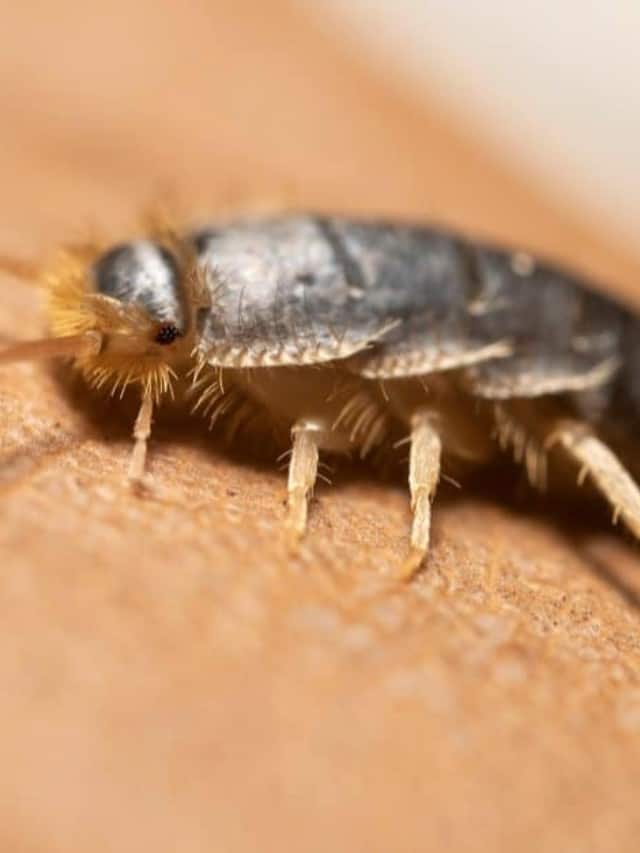 What Do Silverfish Eat? 15+ Foods They Like AZ Animals