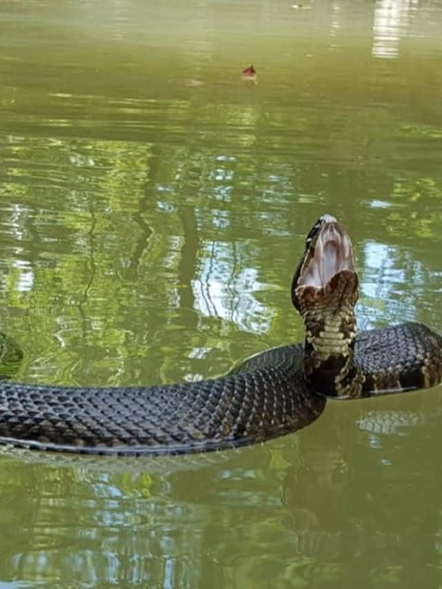When Do Snakes Come Out in Tennessee Cover image