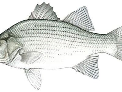 A White Bass