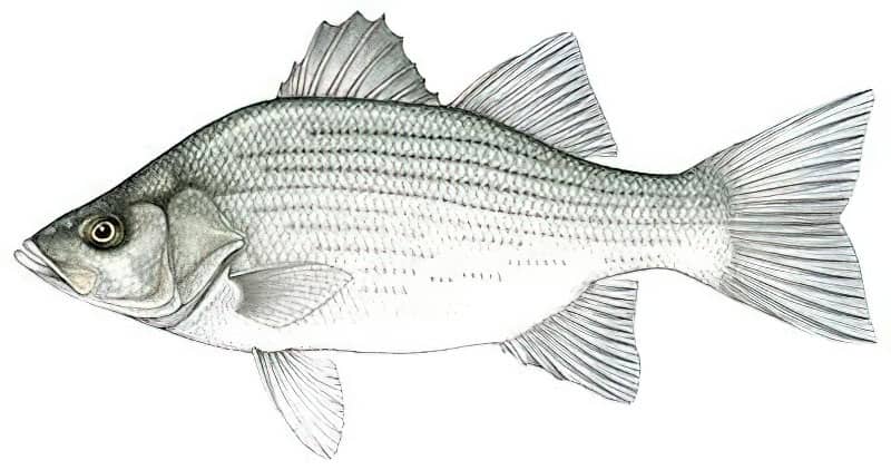 world record white bass