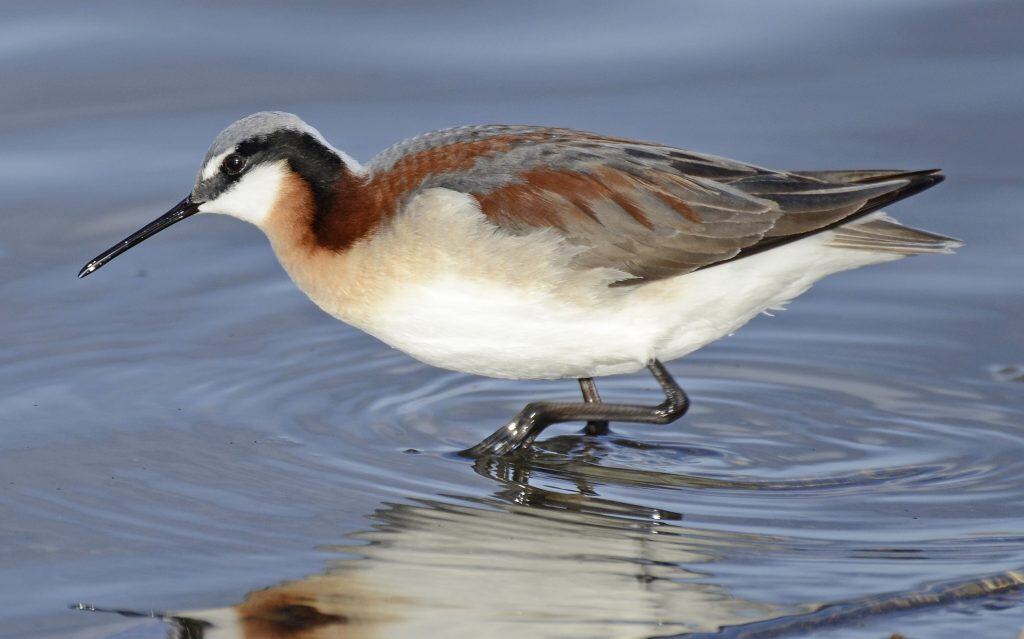 Wilson's Phalarope