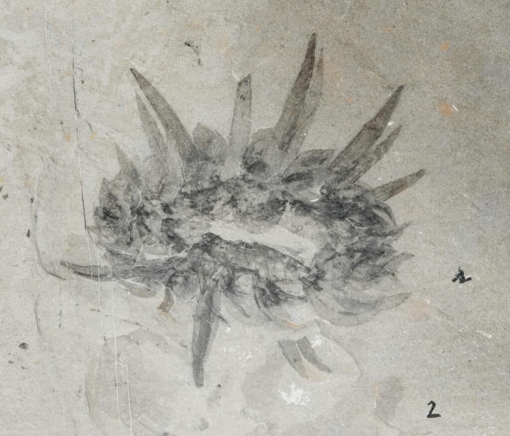 Fossilized remains of Wiwaxia from the Burgess Shale.