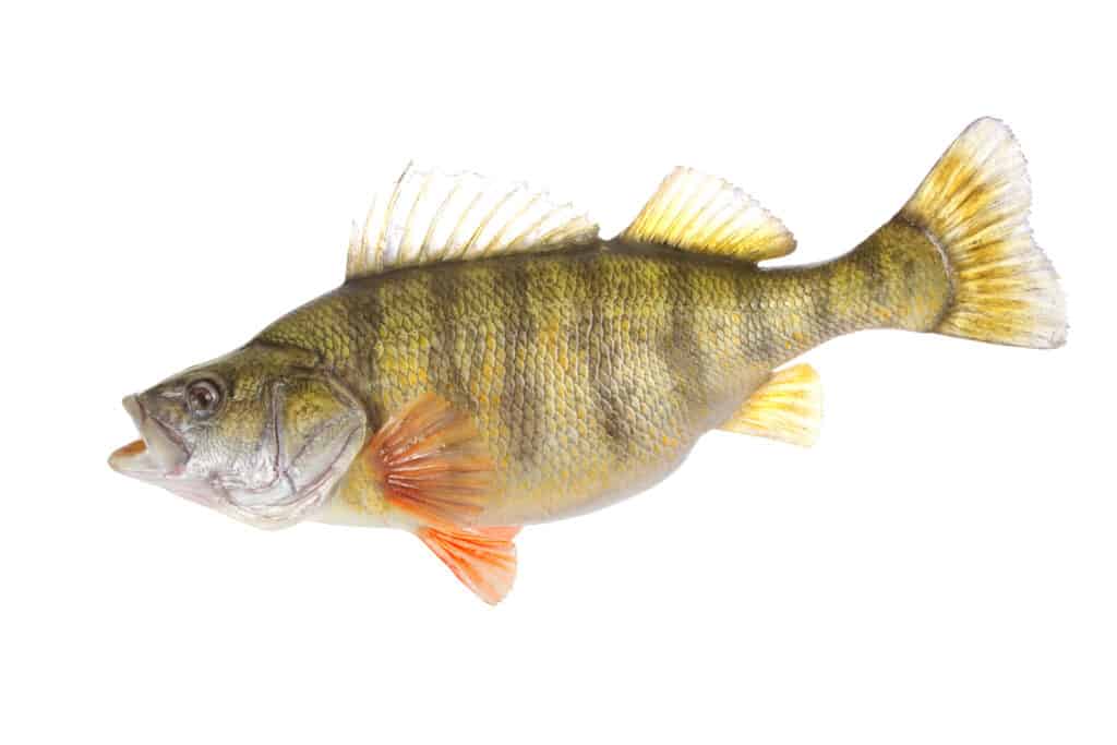 Yellow Perch Fish Facts  Perca flavescens - A-Z Animals