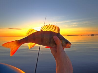 A Yellow Perch