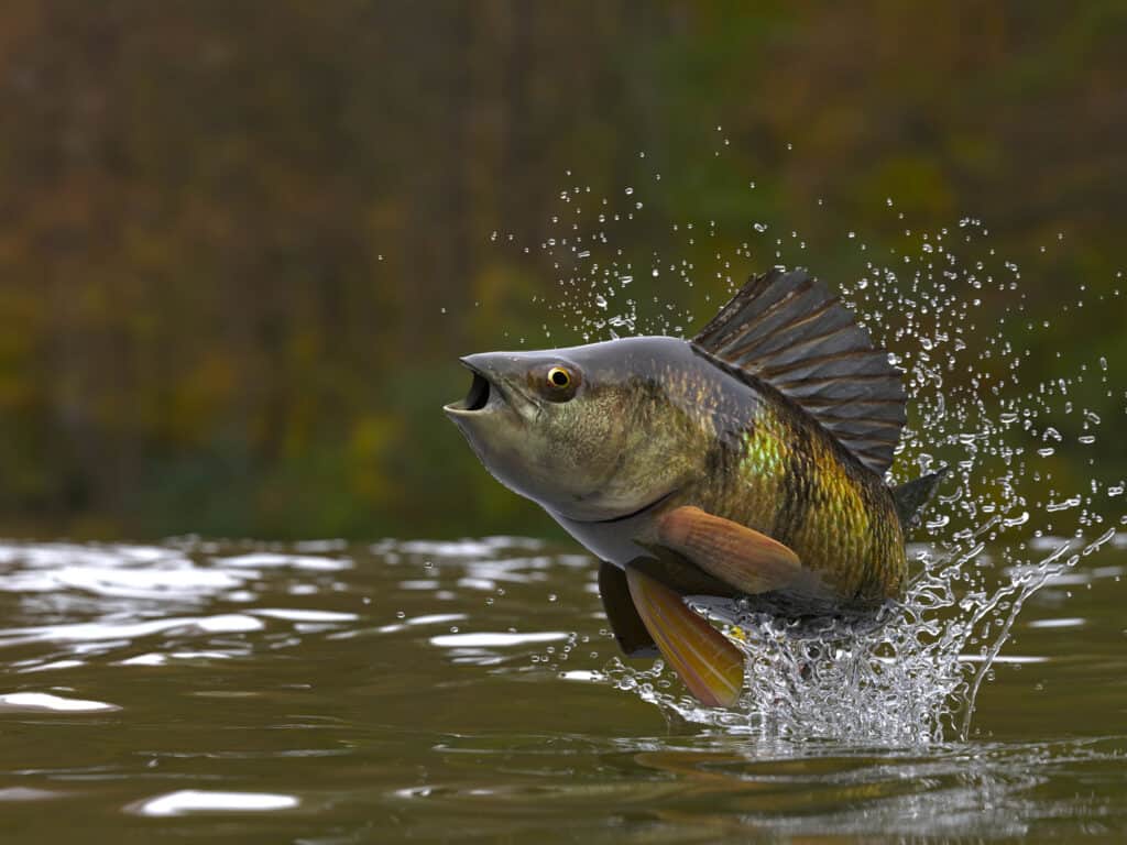Yellow perch are one of the fish muskies eat