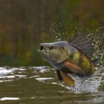 Yellow perch