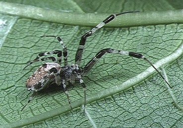 female Zosis geniculatus from Okinawa