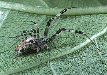 8 Spiders In Australia - A-Z Animals