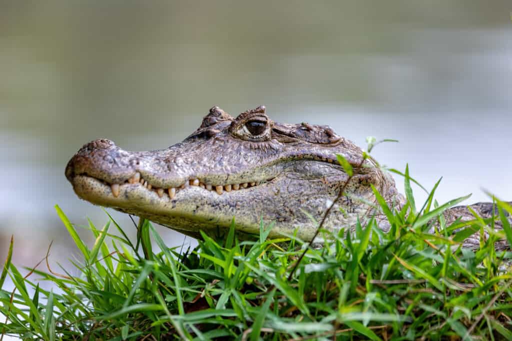 Spectacled caiman