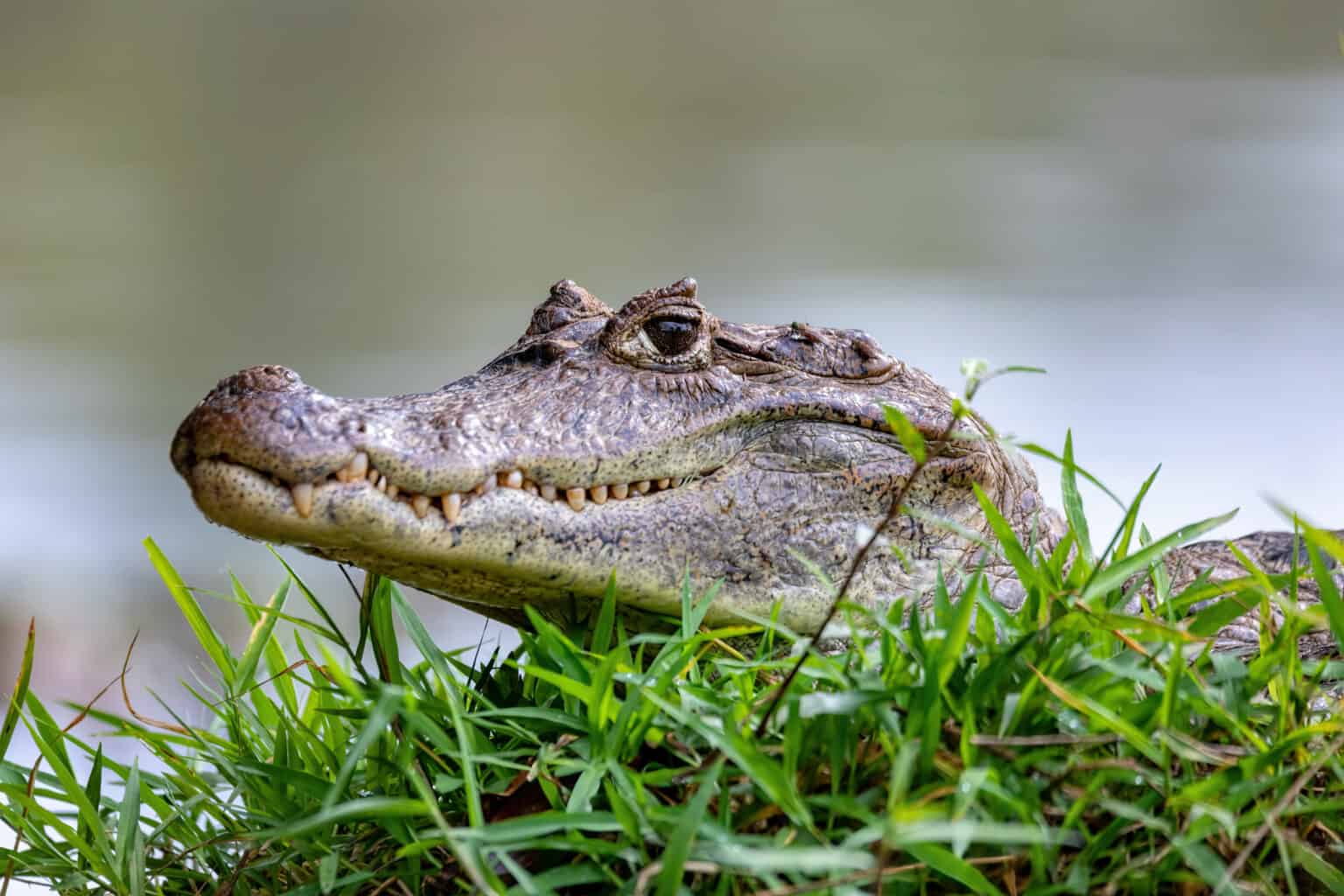 capybara predators