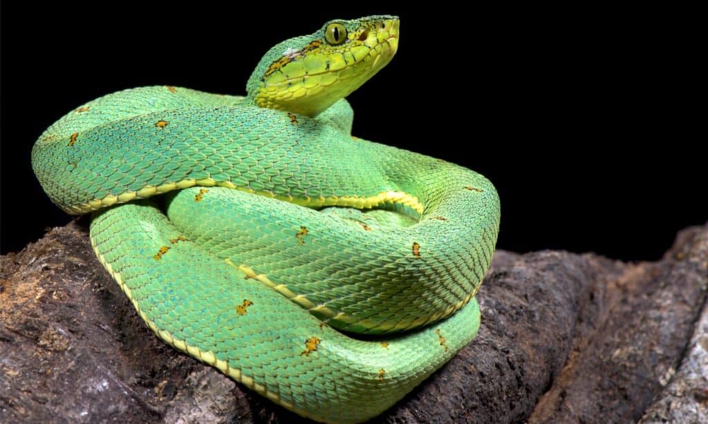10 snakes of the amazon river