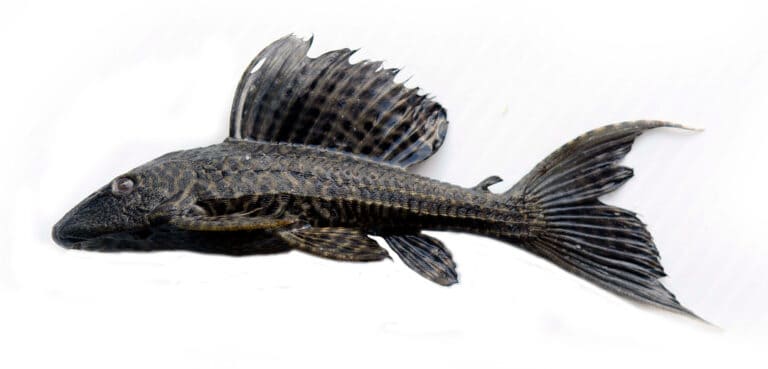 Armored catfish dorsal fin