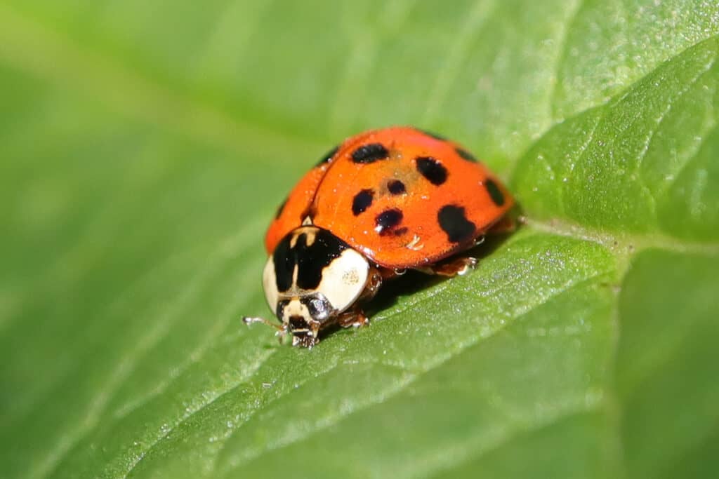 Mariquita asiática en una hoja