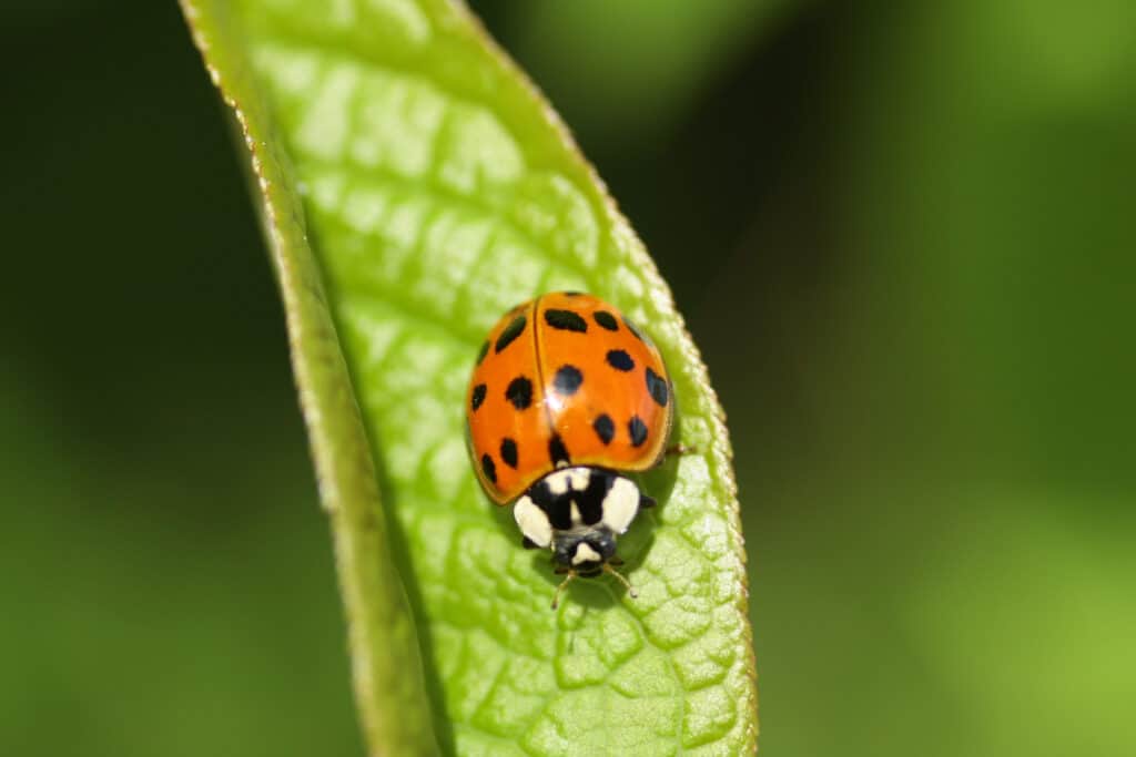 Ladybug Insect Facts - A-Z Animals