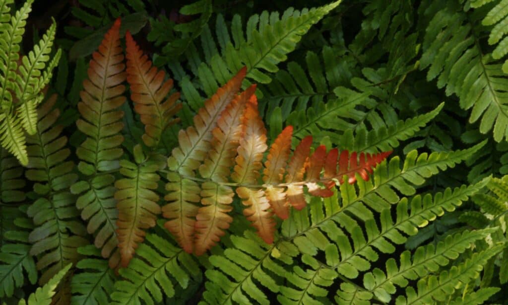 autumn brilliance fern