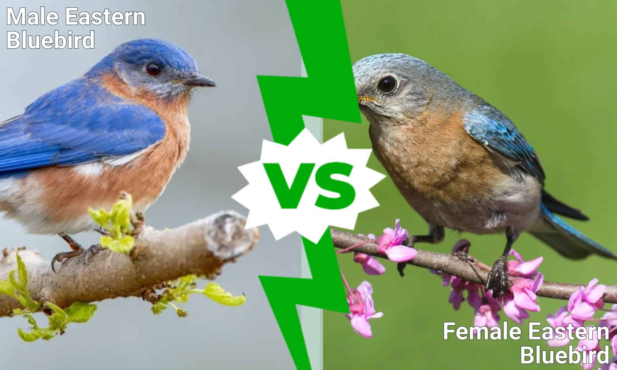 Eastern Bluebird Male vs Female: How To Tell Them Apart - A-Z Animals