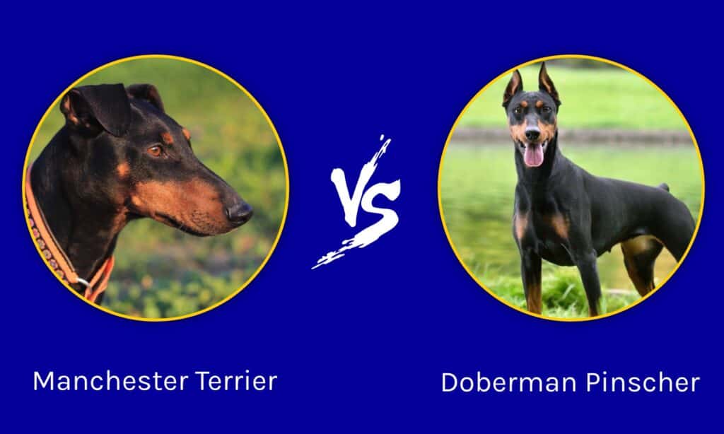 how tall is a manchester terrier