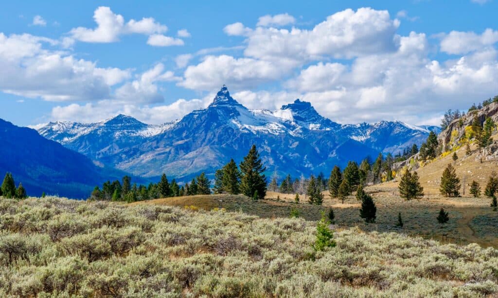 Yellowstone’s Petrified Tree Forest