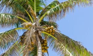 Coconut Tree vs Palm Tree: 5 Key Differences Picture