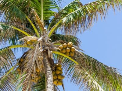 A Coconut Tree vs Palm Tree: 5 Key Differences