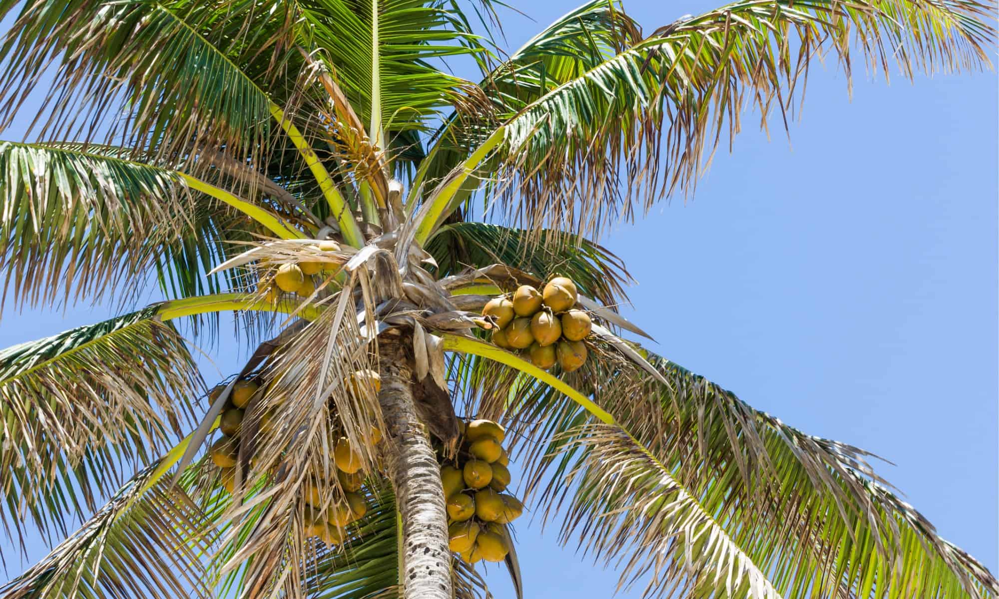 coconut tree vs palm tree: 5 key differences - az animals