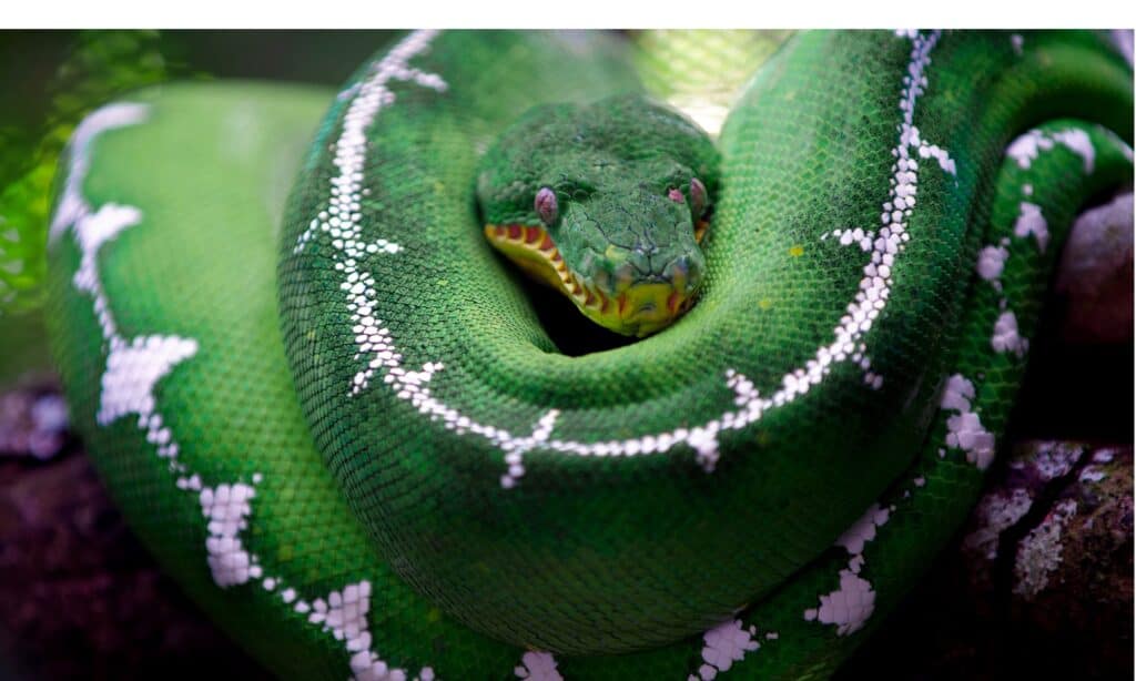 Amazon Basin Emerald Tree Boa (Corallus batesii)