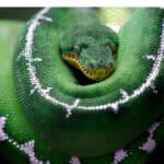 Emerald tree boa