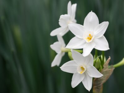 A Narcissus vs Daffodil: Is There a Difference? 