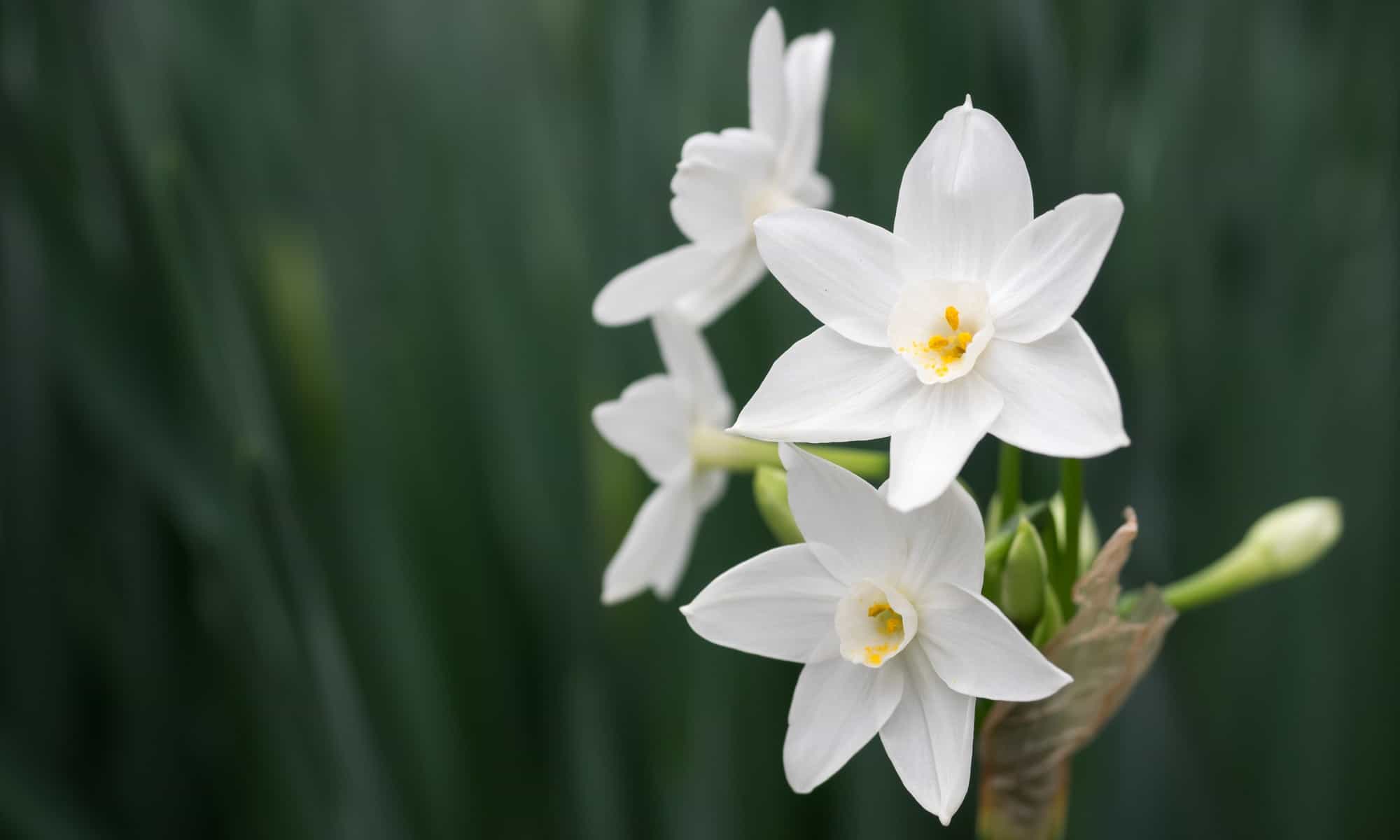 narcissus variety paperwhites