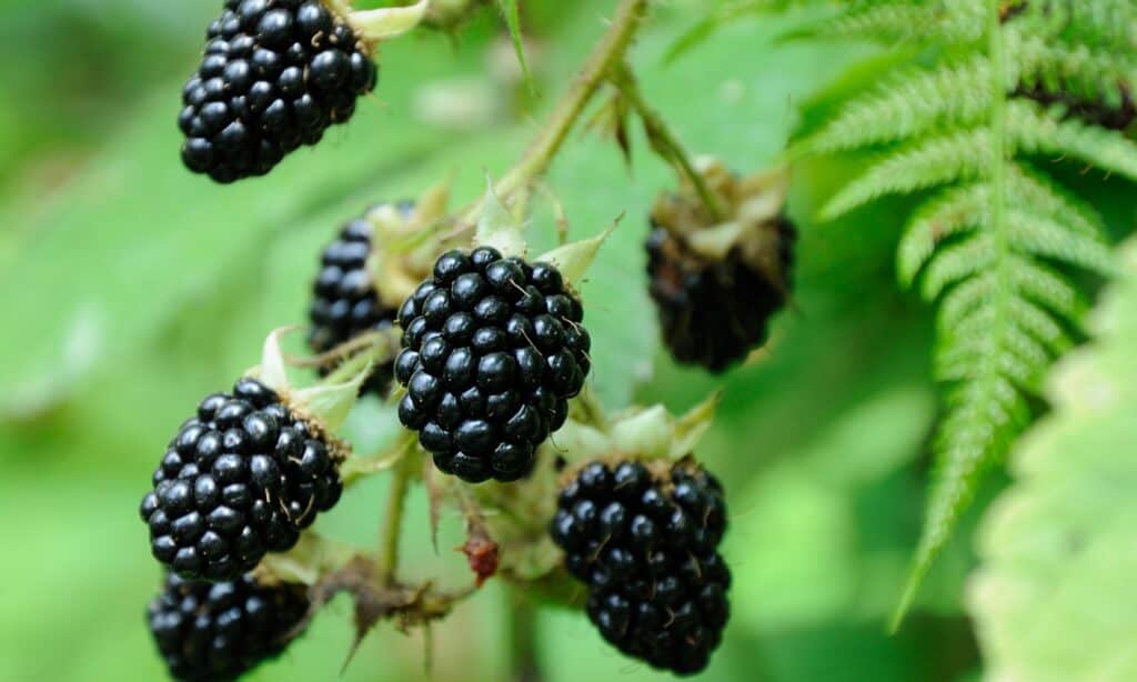 Cluster of Blackberries