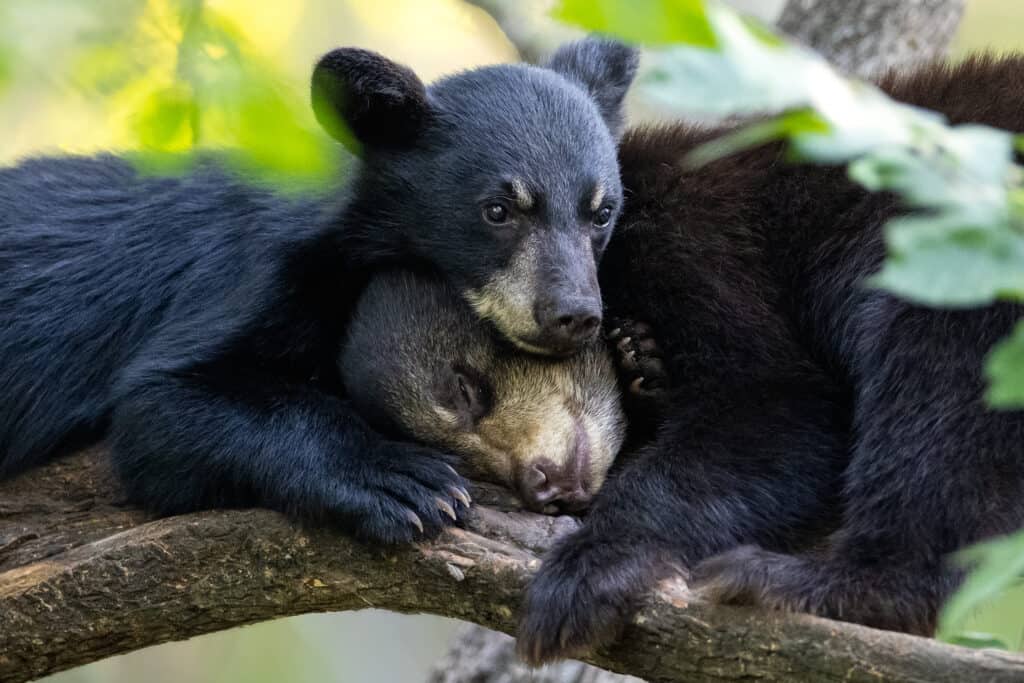 black bear cubs