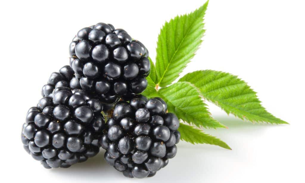 Dewberry против Blackberry