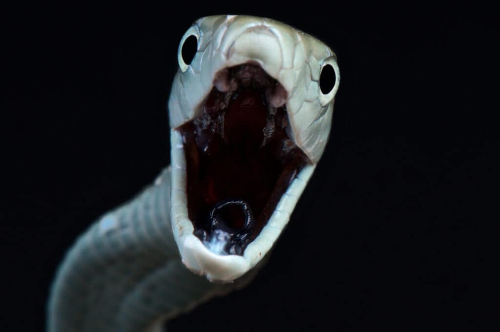 snake fangs close up