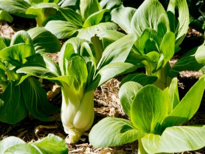 A Pak Choi vs Bok Choy: Is There a Difference?