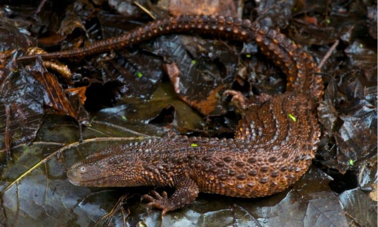 Borneo Earless Monitor Lizard