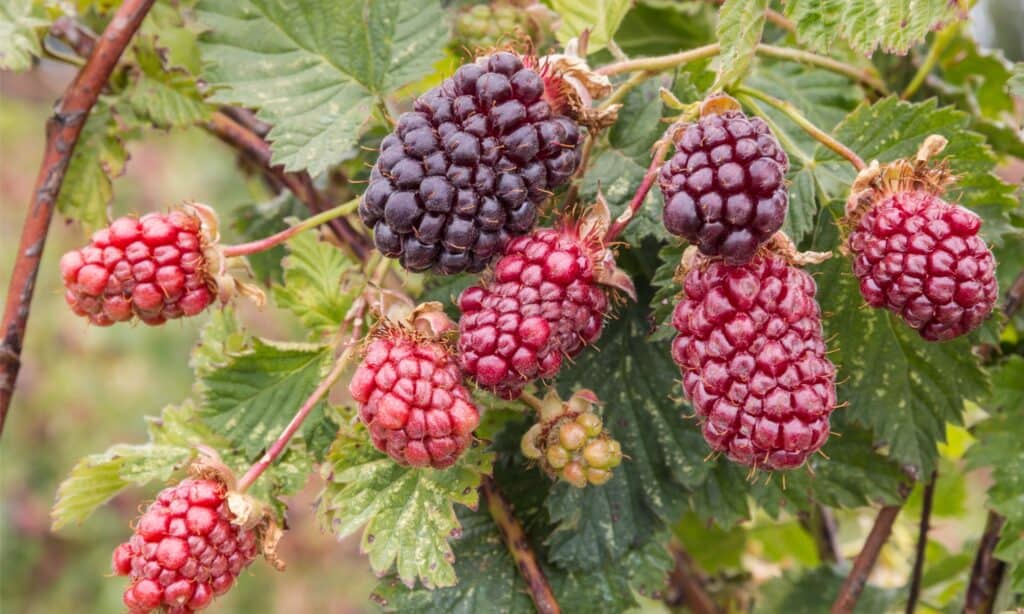 Boysenberry vs Blackberry