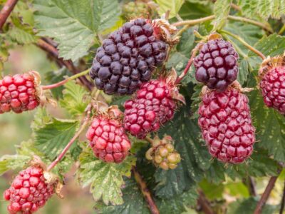 A Boysenberry vs Blackberry: Is There a Difference?