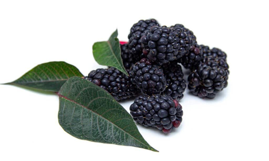 Boysenberry vs Blackberry