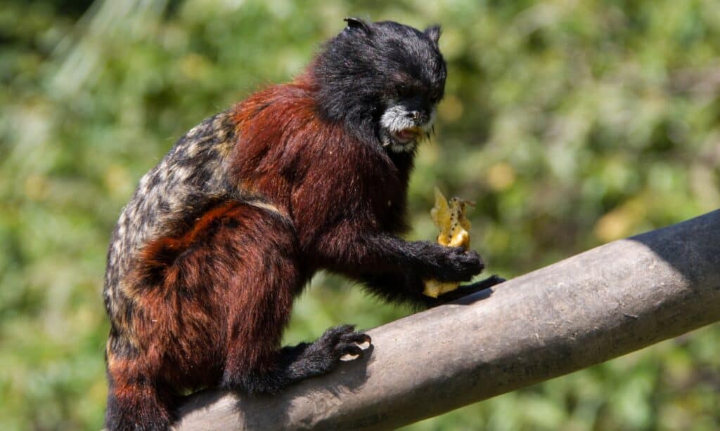 Saddle-back tamarin monkey eating. 