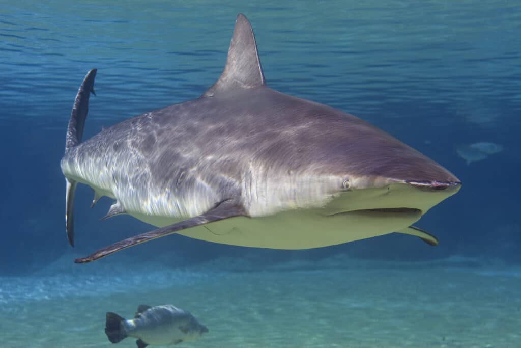 Bull sharks are the most dangerous animal in Virginia's lakes and rivers, thanks to their ability to tolerate freshwater.