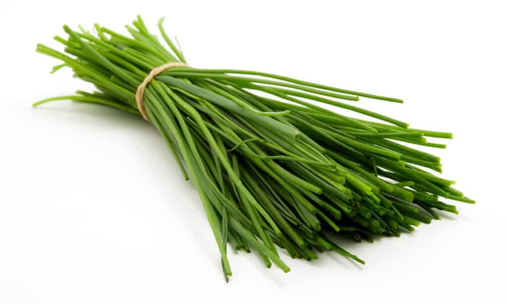 Chives vs Scallions