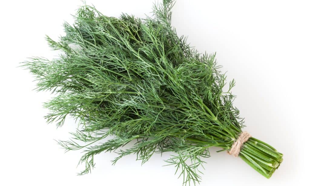 dill herb bundle
