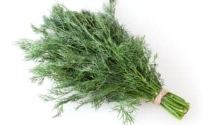 Is Dill A Perennial Or Annual? Picture