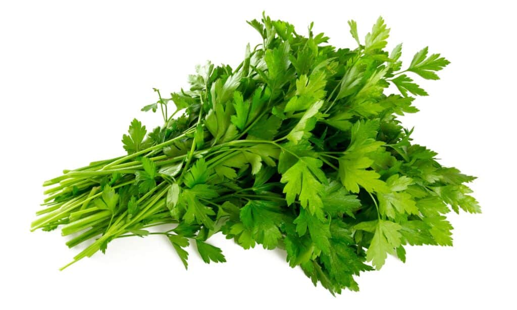 parsley bunch on white background