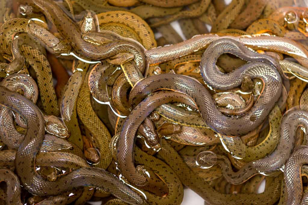 dozens of snakes