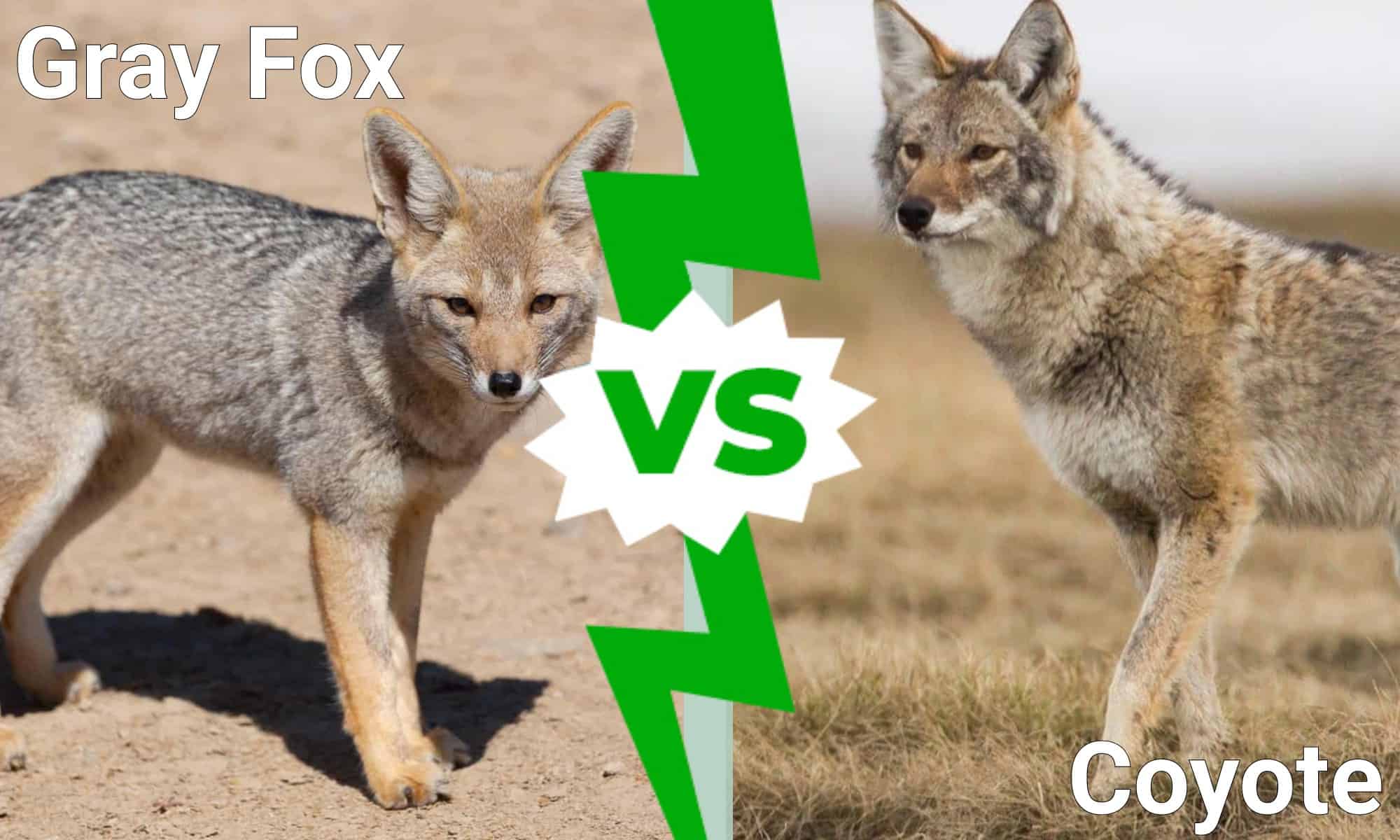 Foxes in Arizona: Types and Where They Live - A-Z Animals